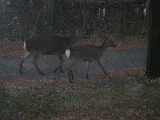Click to see 05 Chincoteague 05.JPG